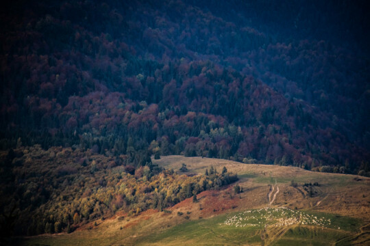 Redyk '21, Szczawnica Redyk w Szczawnicy w 2021 r.
