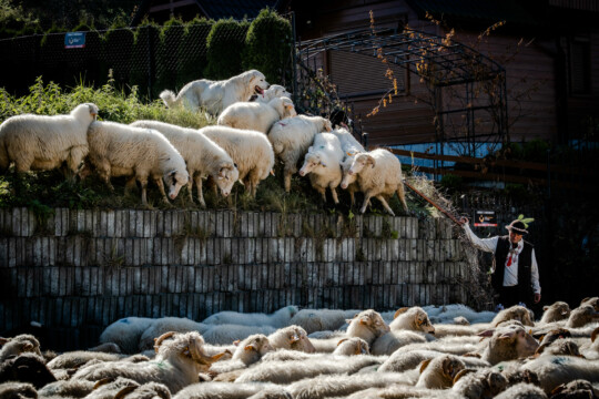 Redyk w Szczawnicy w 2021 r.