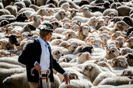 Redyk w Szczawnicy w 2021 r.