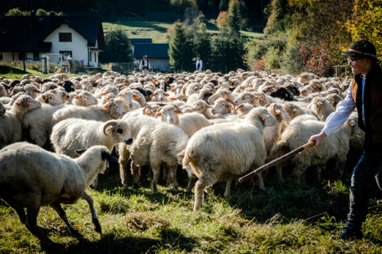 Redyk w Szczawnicy w 2021 r.