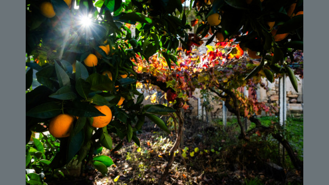 Oranges and vine.
