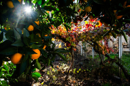 Oranges and vine.