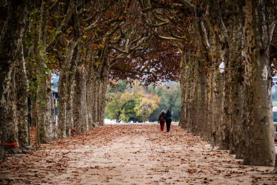 Droga pomiędzy drzewami w Coimbrze