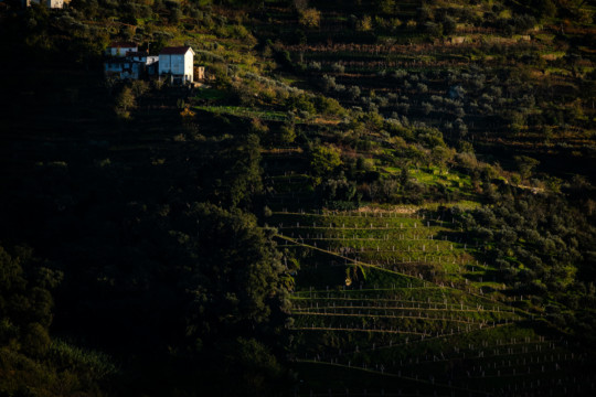 Duoro valley at sunset.