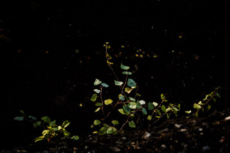 Copyright: Agnieszka Budzyńska Zielone liście brzozy na czarnym tle