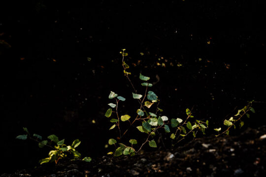 Copyright: Agnieszka Budzyńska Zielone liście brzozy na czarnym tle