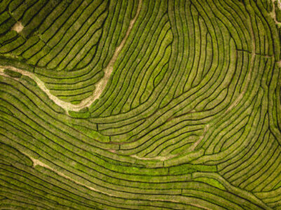 Copyright: Agnieszka Budzyńska Pola herbaciane na Azorach
