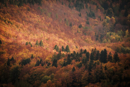 Copyright: Agnieszka Budzyńska Ściana złocistych drzew