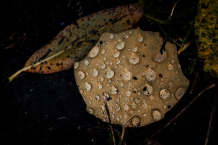 Copyright: Agnieszka Budzyńska Żółty lIść z wielkimi kroplami wody