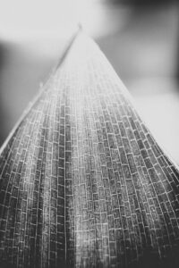 Copyright: Agnieszka Budzyńska Czarnobiały liść strelicji - makro