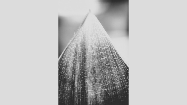 Copyright: Agnieszka Budzyńska Czarnobiały liść strelicji - makro