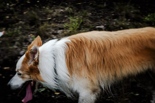 Copyright: Agnieszka Budzyńska Widok z boku fotograficznego psa na Ajsce