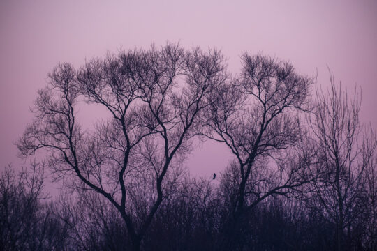 Drzewo z ptakiem na różowym tle