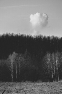 Drzewa i chmura w świętochłowicach