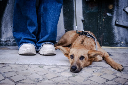 Pies na chodniku i buty właścicielki