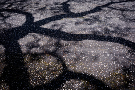 Cień drzewa na asfalcie