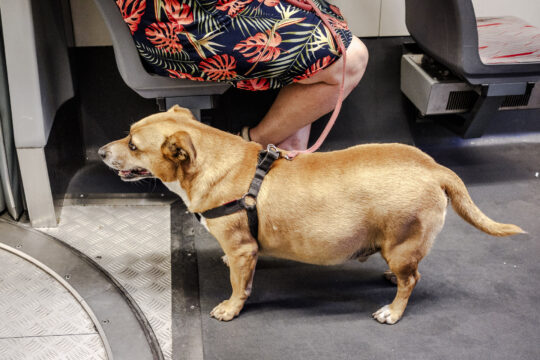 Nogi w kwiecistej sukience z psem w tramwaju